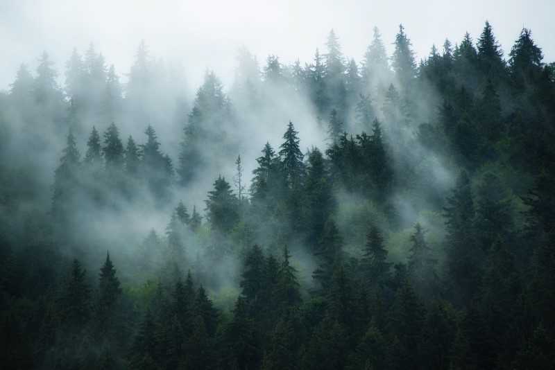 forest shrouded in fog
